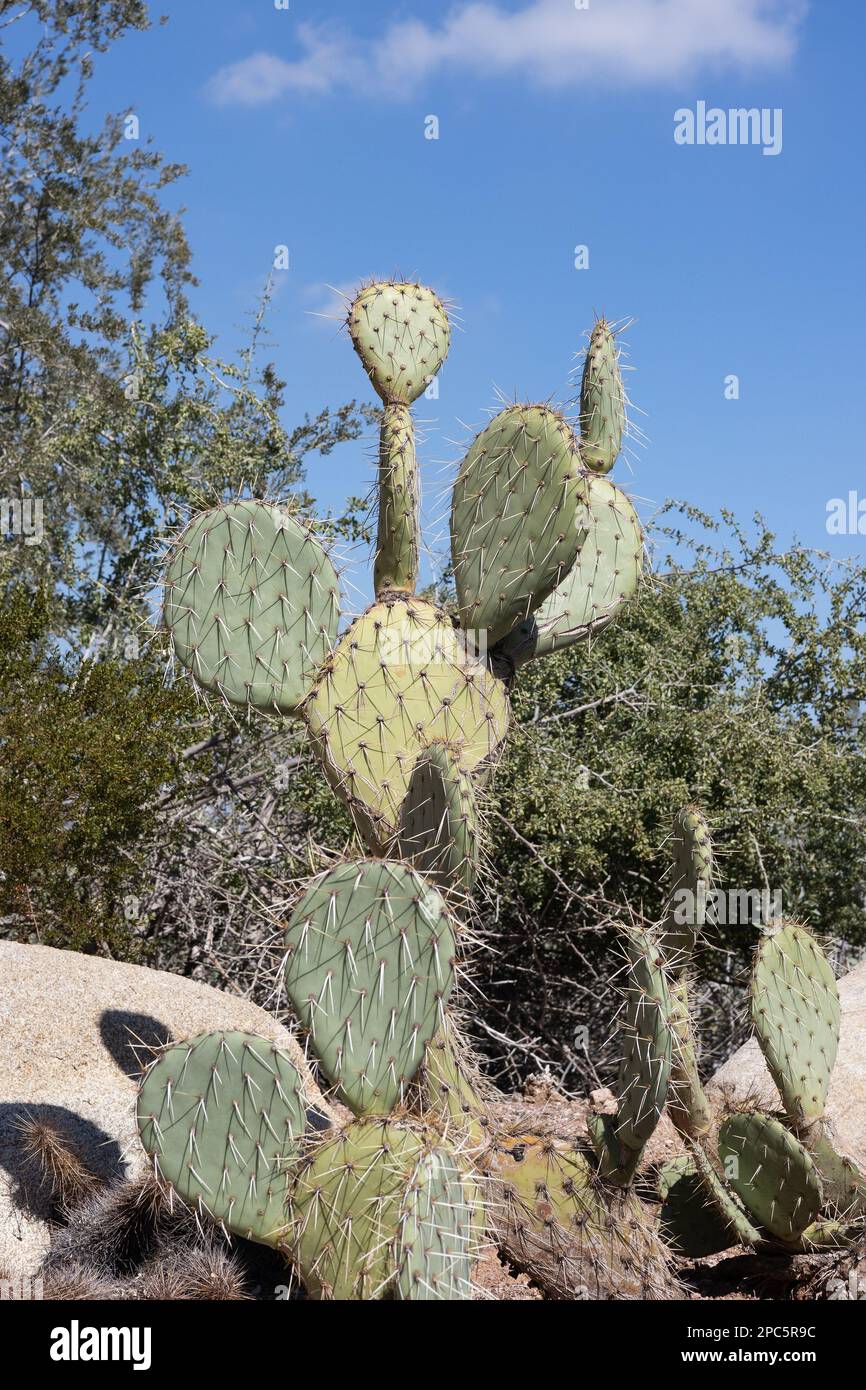 Opuntia engelmannii - Engelmannscher Stachelbirnen-Kaktus. Stockfoto