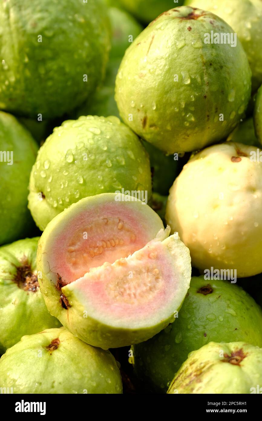 Bio-Guava-Frucht. Grüne Guava-Frucht hängt auf Baum in der Landwirtschaft Farm von Indien in der Erntezeit, Diese Frucht enthält eine Menge Vitamin C.. Stockfoto