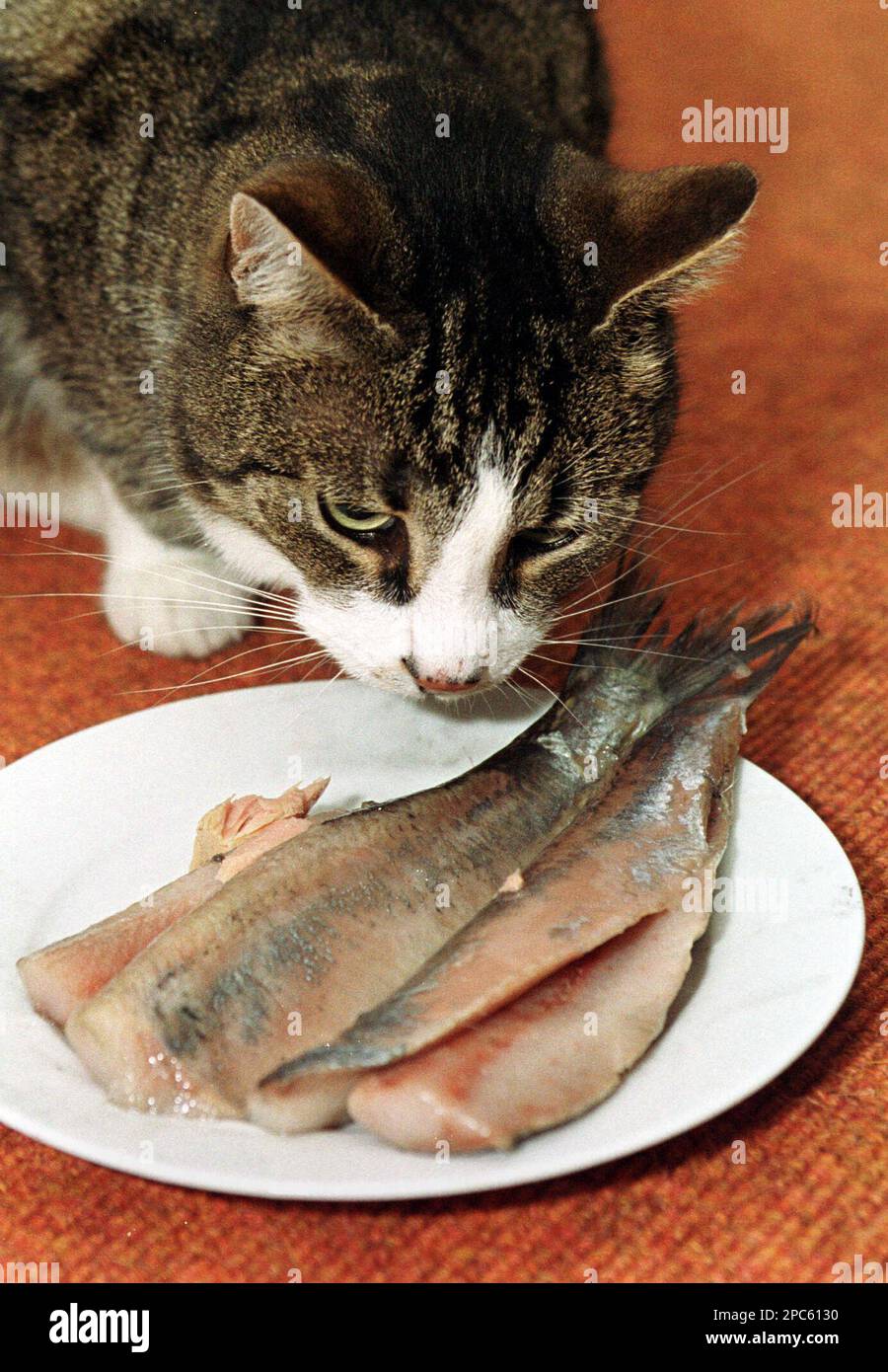 ** ILLUSTRATION ** Eine Katze schnuppert am Neujahrsmorgen an einem ...