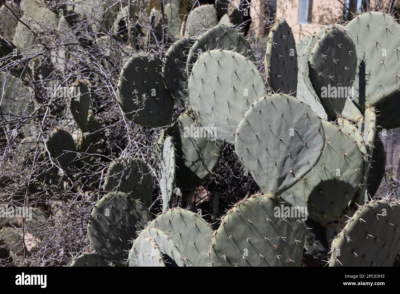 Opuntia engelmannii - Engelmannscher Stachelbirnen-Kaktus. Stockfoto