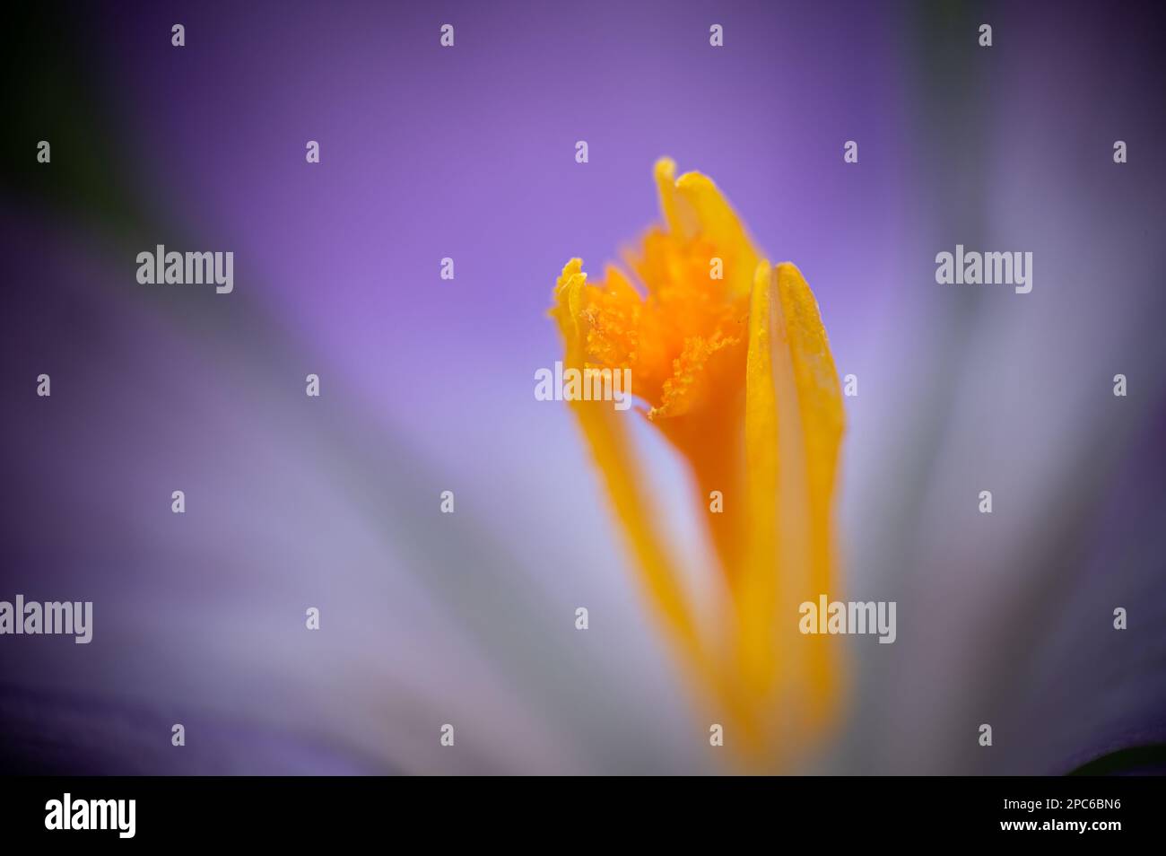 Extreme Makrofotografie. Extreme Nahaufnahme von Krokussen (croci). Geringe Schärfentiefe, Soft Focus, abstrakt. Violett, Gelb und Orange. Stockfoto