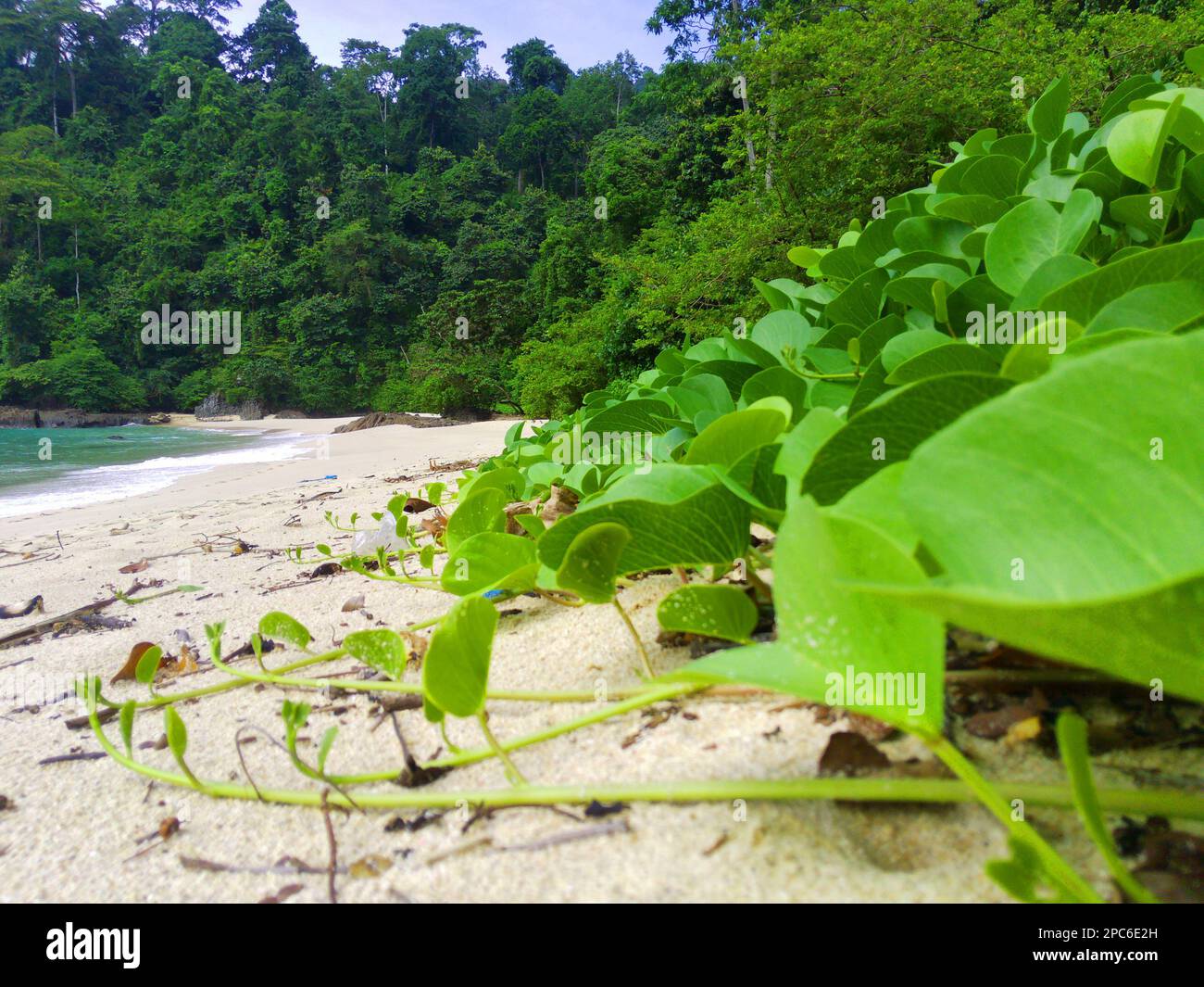 Ipomoea pes-caprae, auch bekannt als Bayhops, Bay-Hops, Beach Morning Glory oder Ziegenfuß an der grünen Bucht. Stockfoto