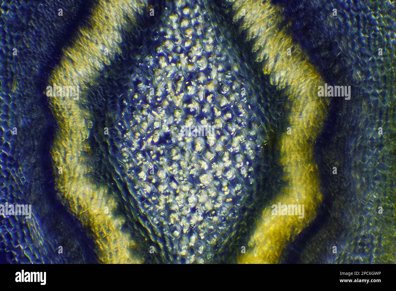 Mikroskopische Darstellung des Stammmittelquerschnitts der Grenzforsythie (Forsythia x Intermedia). Polarisiertes Licht mit gekreuzten Polarisatoren. Stockfoto