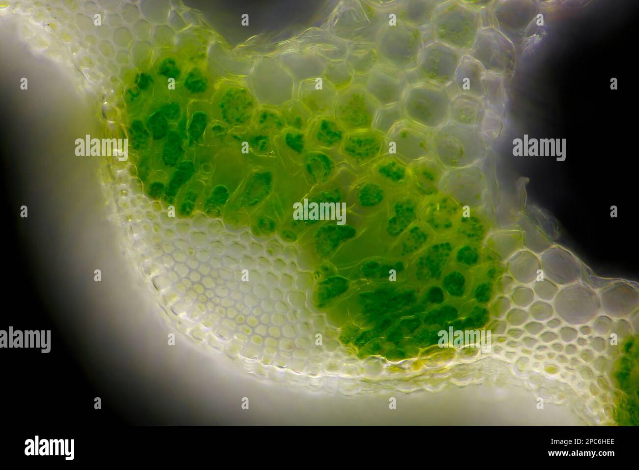 Mikroskopische Darstellung des Horsetail (Equisetum arvense)-Schaftquerschnitts. Dunkelfeldbeleuchtung. Stockfoto