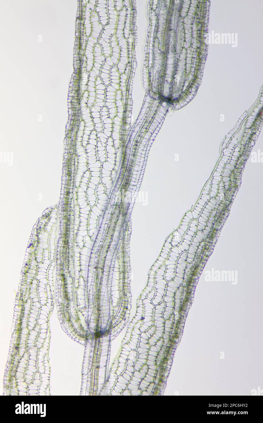 Mikroskopische Darstellung des Torfmoos (Sphagnum). Enzianviolett-Fleck. Hellfeldbeleuchtung. Stockfoto