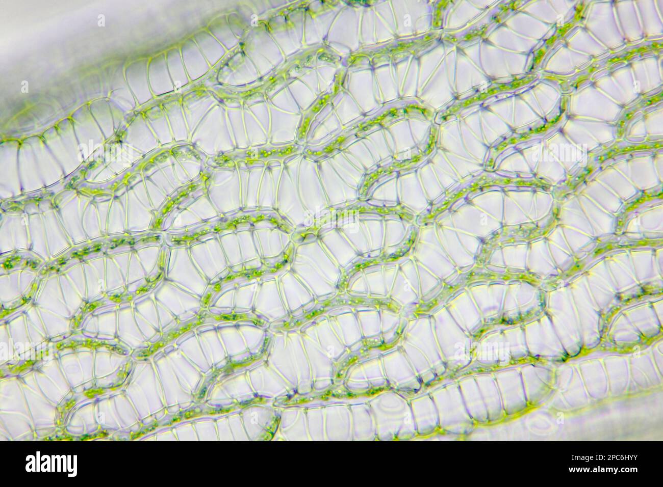 Mikroskopische Betrachtung der Torfmoosblätter (Sphagnum). Hellfeldbeleuchtung. Stockfoto