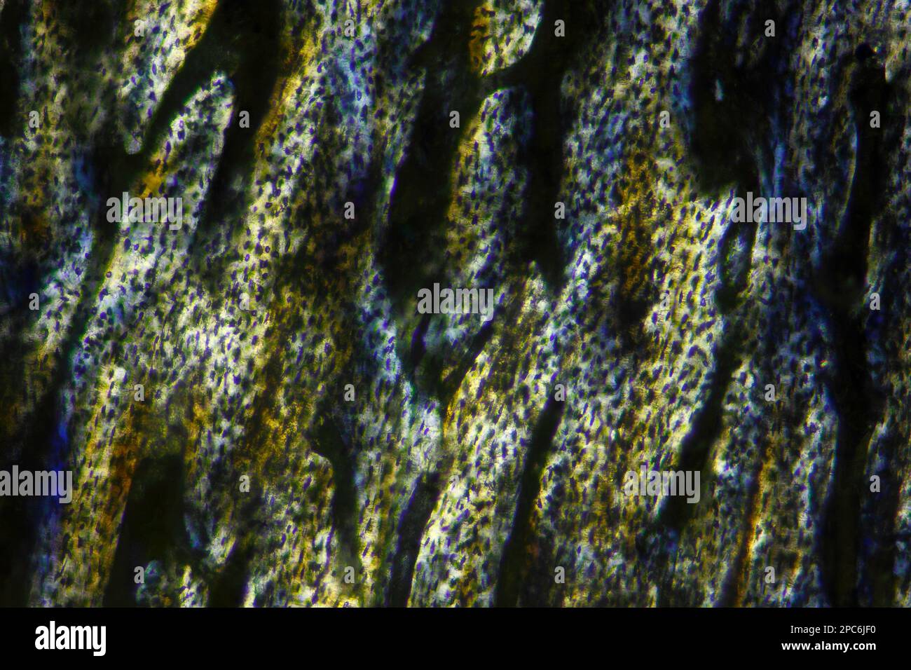 Mikroskopische Darstellung des Knochenschnitts der hauspute (Meleagris gallopavo domesticus). Polarisiertes Licht mit gekreuzten Polarisatoren. Stockfoto