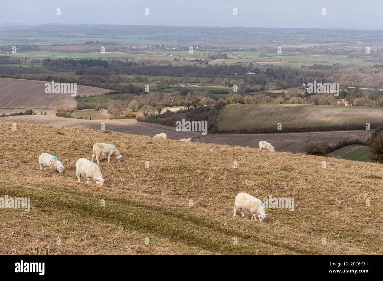 Blick vom Combe Gibbet über die Landschaft des Kennet Valley mit weidenden Schafen, West Berkshire, England, Großbritannien, North Wessex Downs AONB Stockfoto