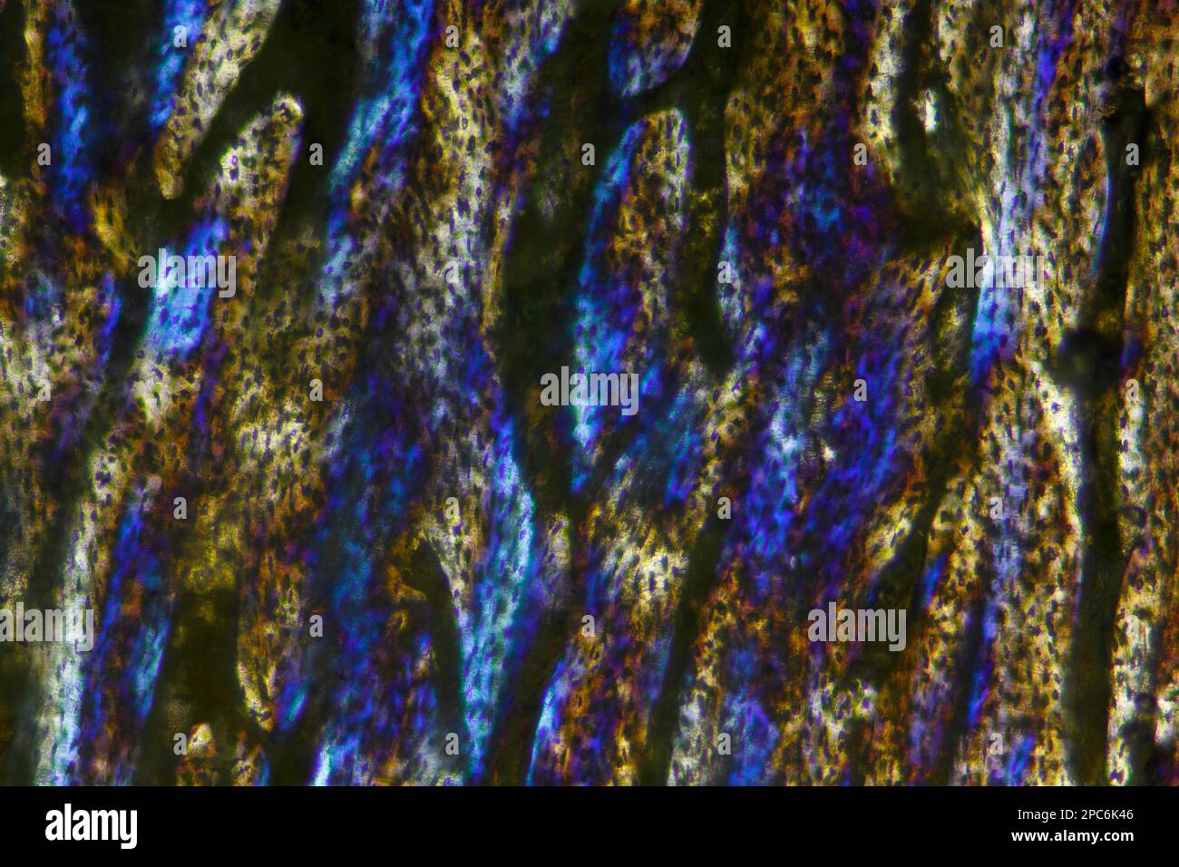 Mikroskopische Darstellung des Knochenschnitts der hauspute (Meleagris gallopavo domesticus). Polarisiertes Licht mit teilweise gekreuzten Polarisatoren. Stockfoto