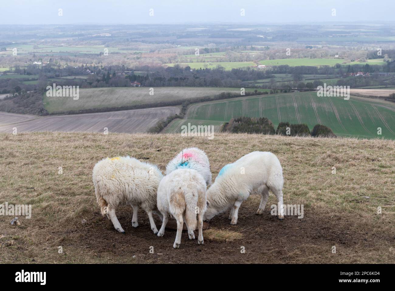 Vier Schafe, die einen Mineralleck-Block konsumieren, Berkshire, England, Großbritannien Stockfoto