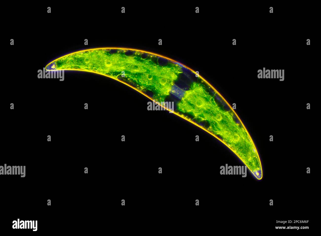 Mikroskopische Betrachtung von Süsswassereinzelalgen (Closterium). Dunkelfeldbeleuchtung. Stockfoto