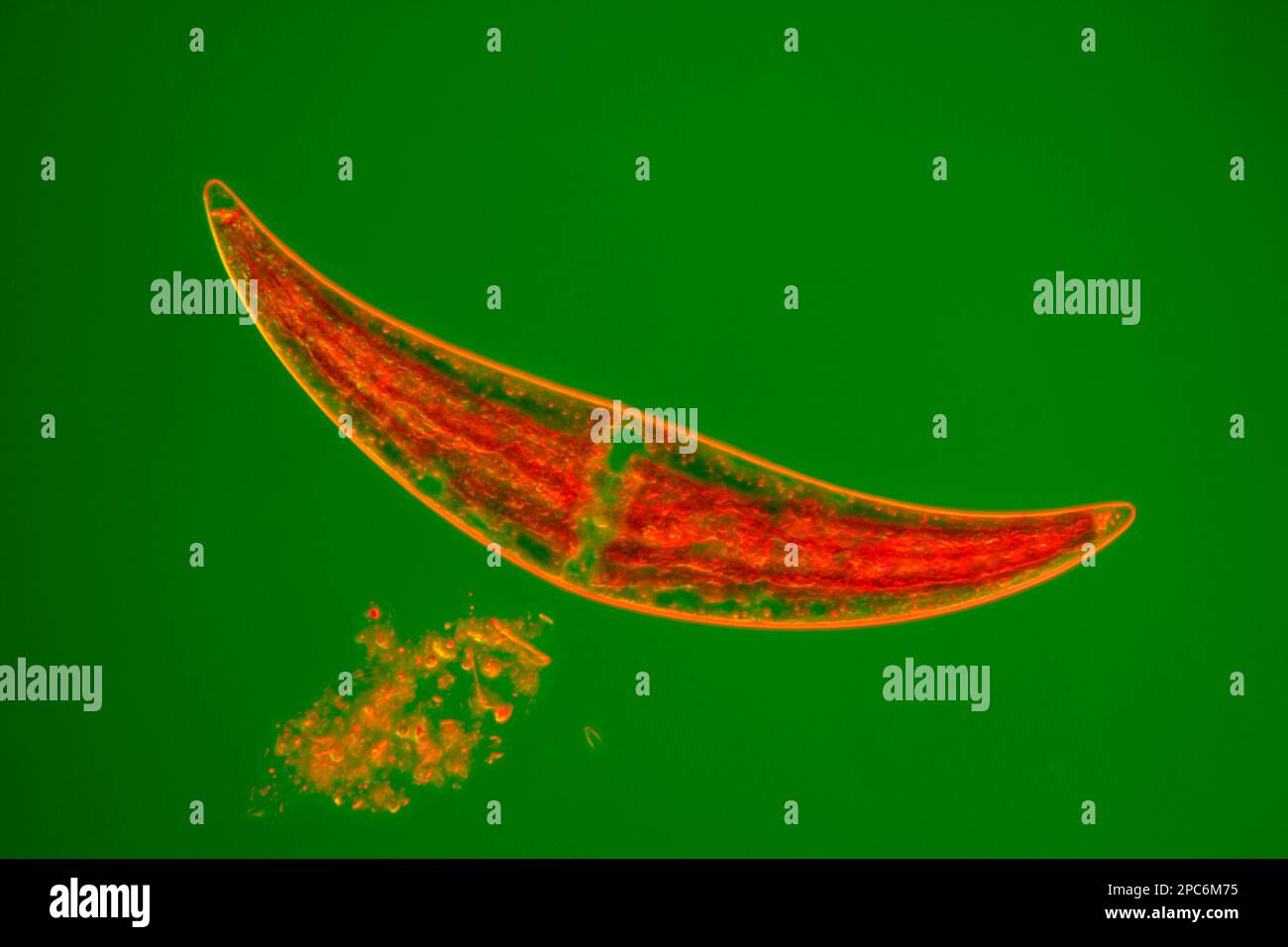 Mikroskopische Betrachtung von Süßwassergrünalgen (Closterium). Rheinberg-Beleuchtung (monochromatisches Licht 520 und 750 nm). Stockfoto