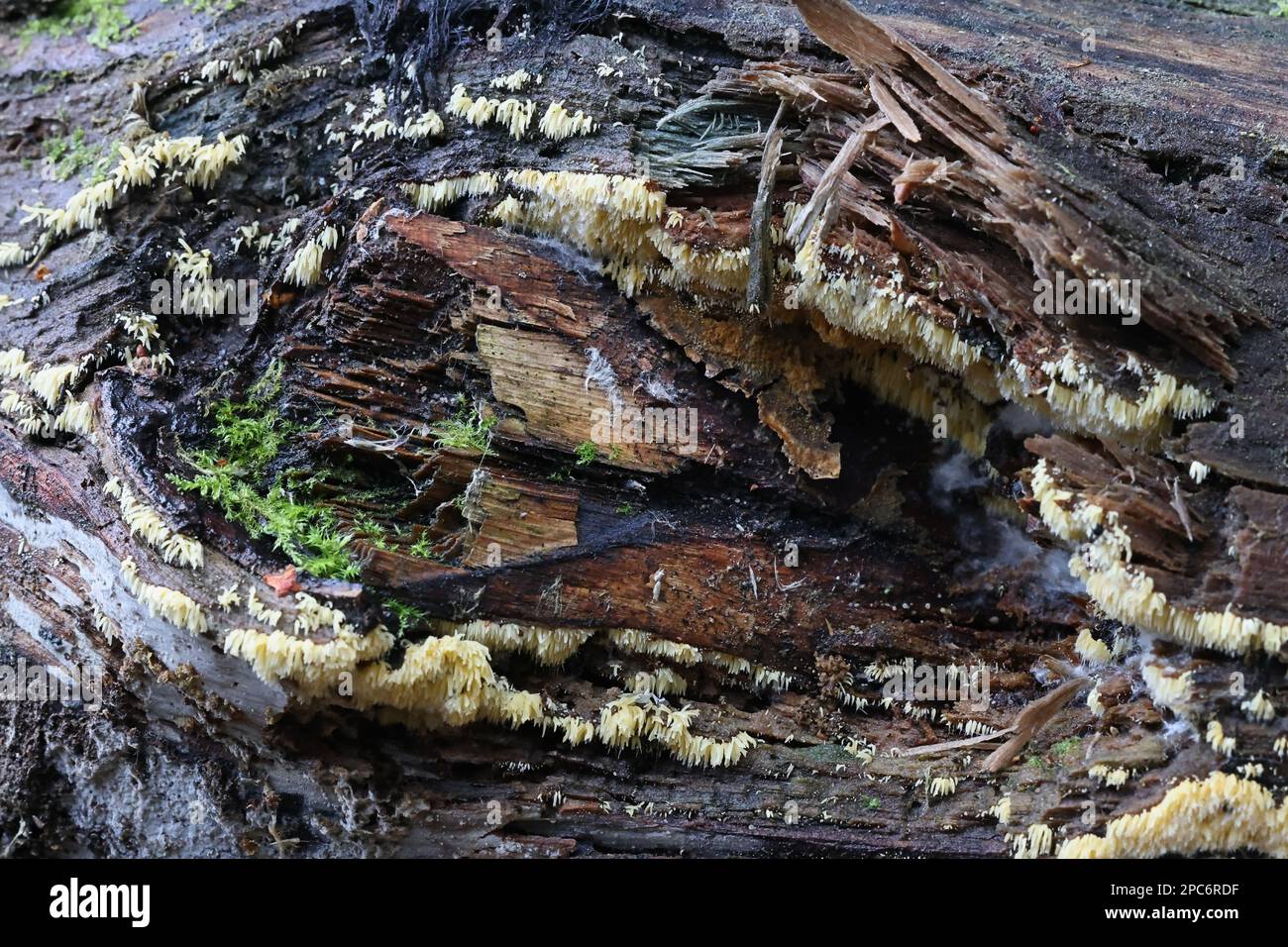 Mucronella calva, auch Hydnum calvum genannt, gemeinhin bekannt als Schwärmende Wirbelsäule, Wildpilz aus Finnland Stockfoto
