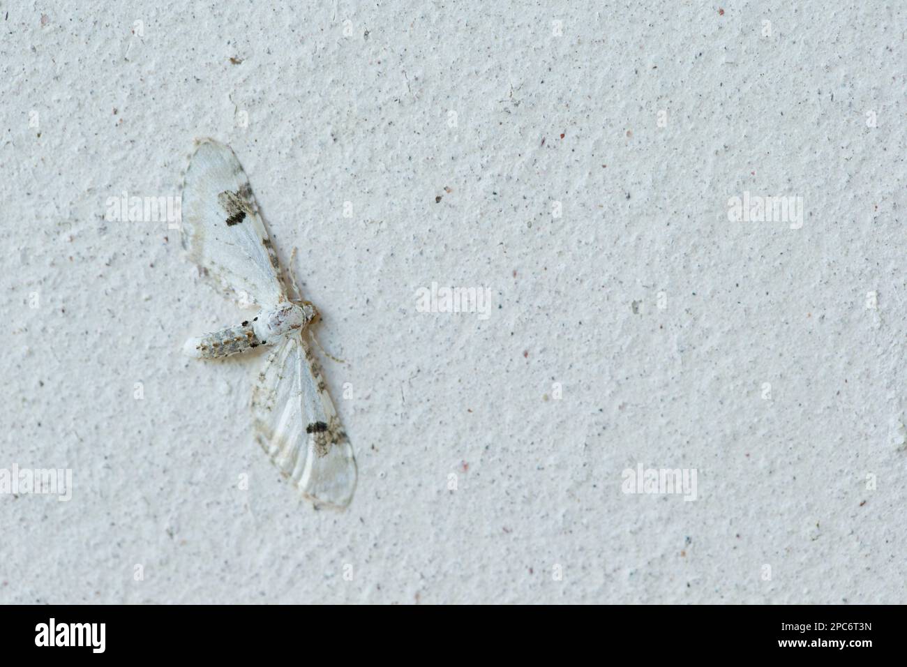 Limettenkugelmotte (Eupithecia centaureata), die auf einer weißen Wand ruht, getarnt Stockfoto