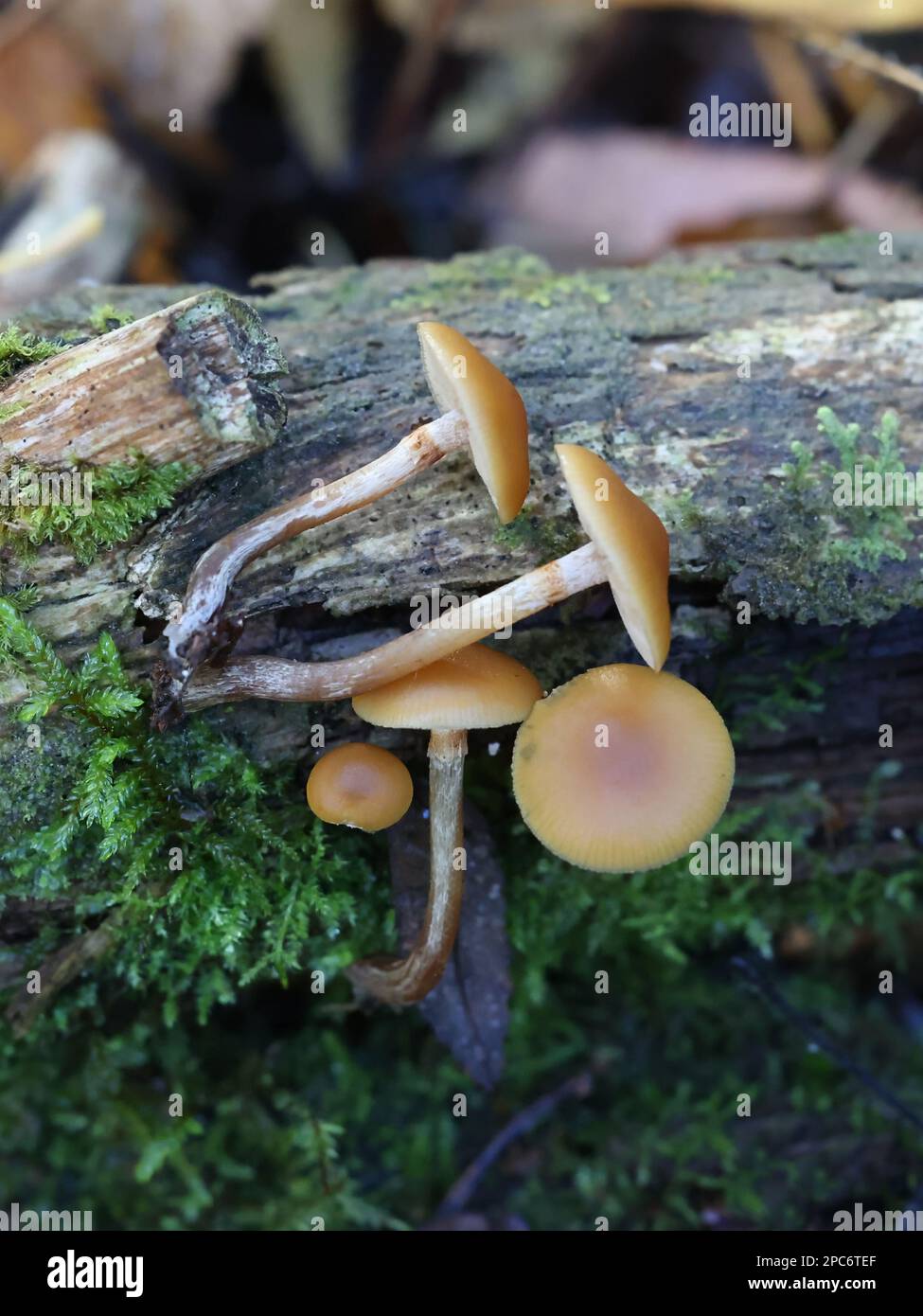 Galerina marginata, bekannt als Bestattungsglocke, tödliche Schädelkappe oder tödliche Galerina, giftige Pilze aus Finnland Stockfoto