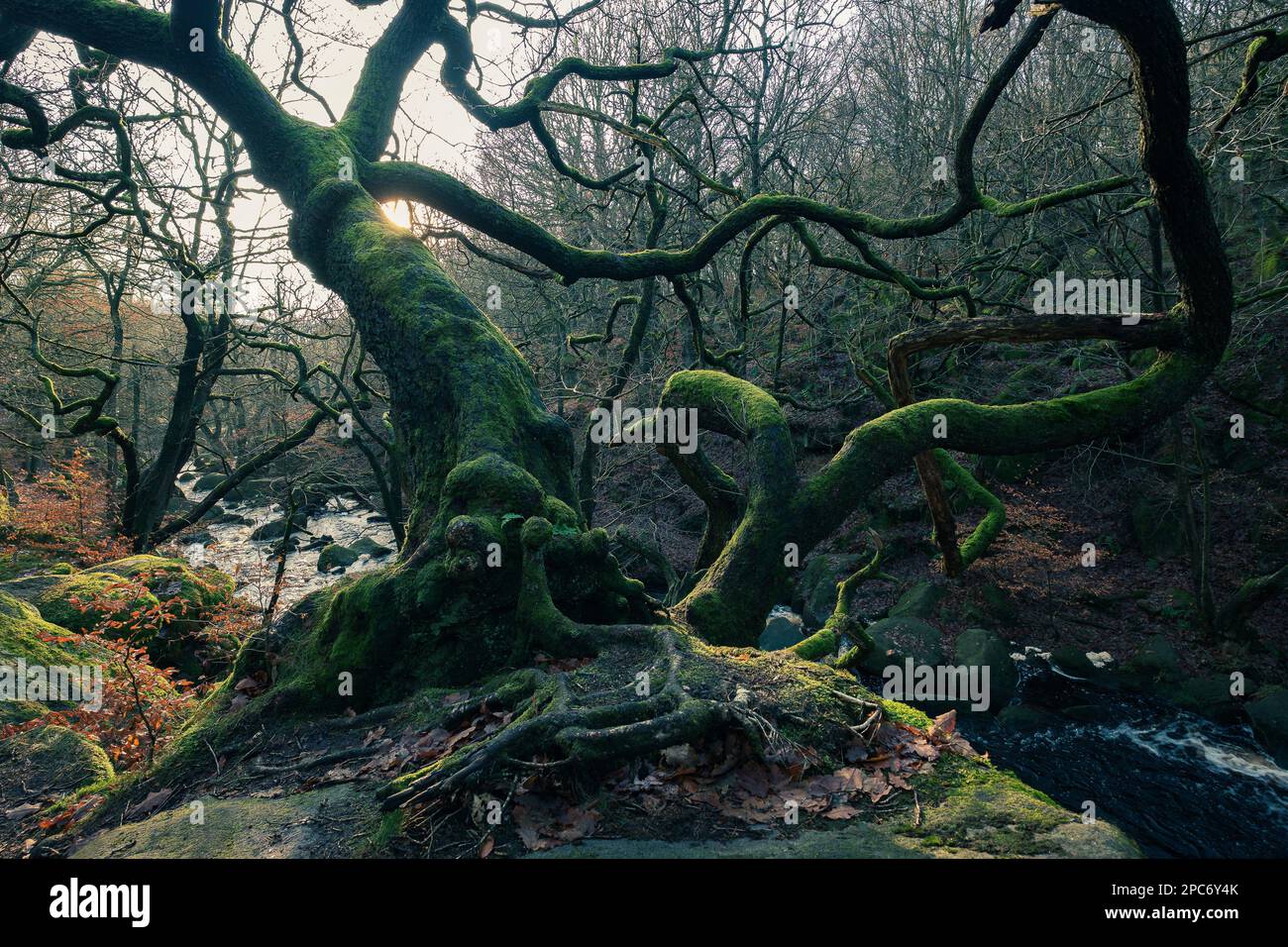 Ginnarly Oak Tree in der Padley Gorge Stockfoto