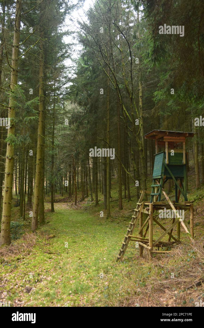 Forester sitzt hoch oben am Waldrand, Förster hoch sitz Stockfoto