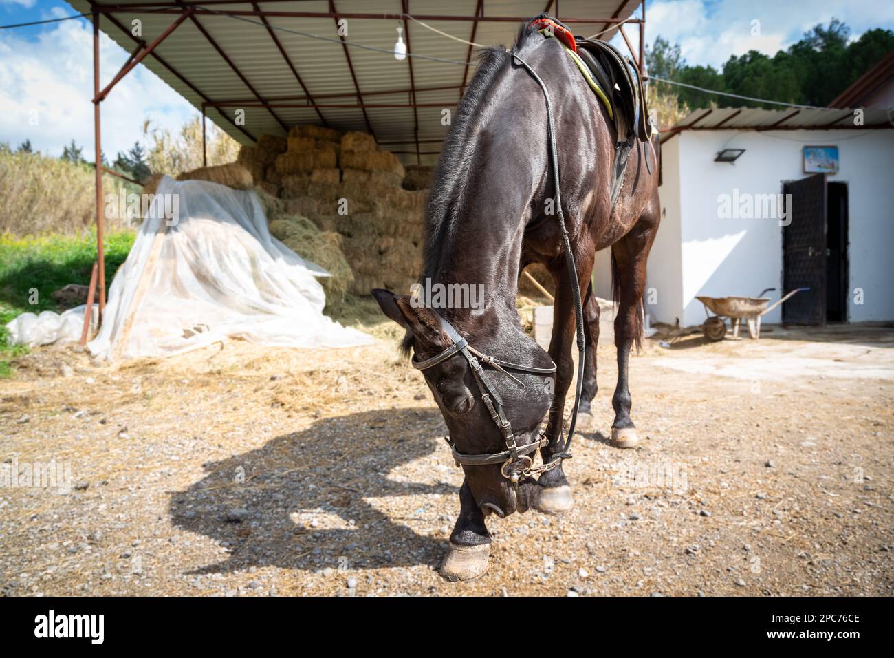 Reitpferd mit Sattel, vorbereitet für das Training in einer Reitschule in Adana, Türkei. Das Pferd begrüßt das Publikum. Stockfoto