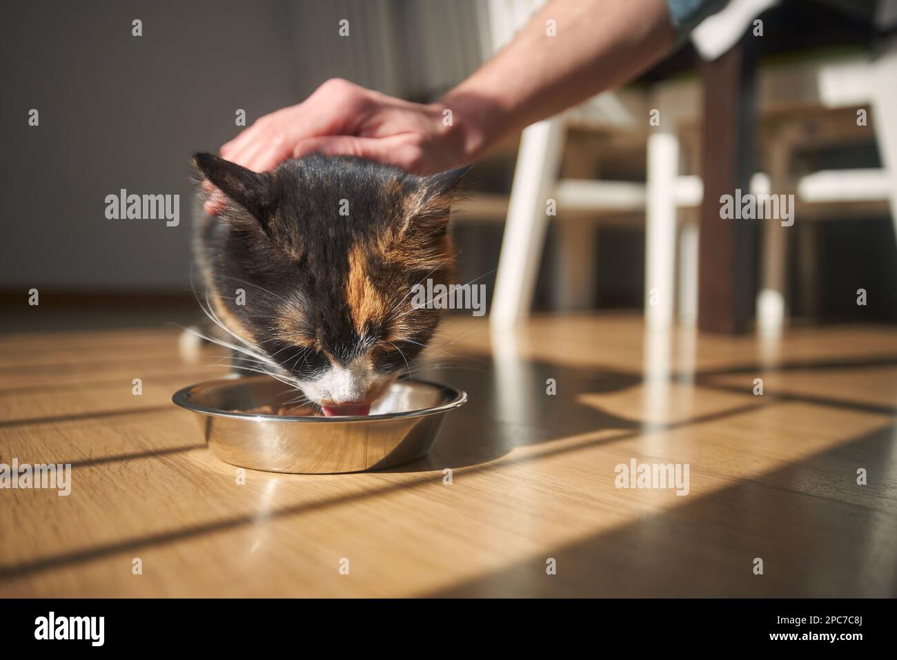 Haustierbesitzer füttert seine hungrige Katze zu Hause. Haustier. Stockfoto