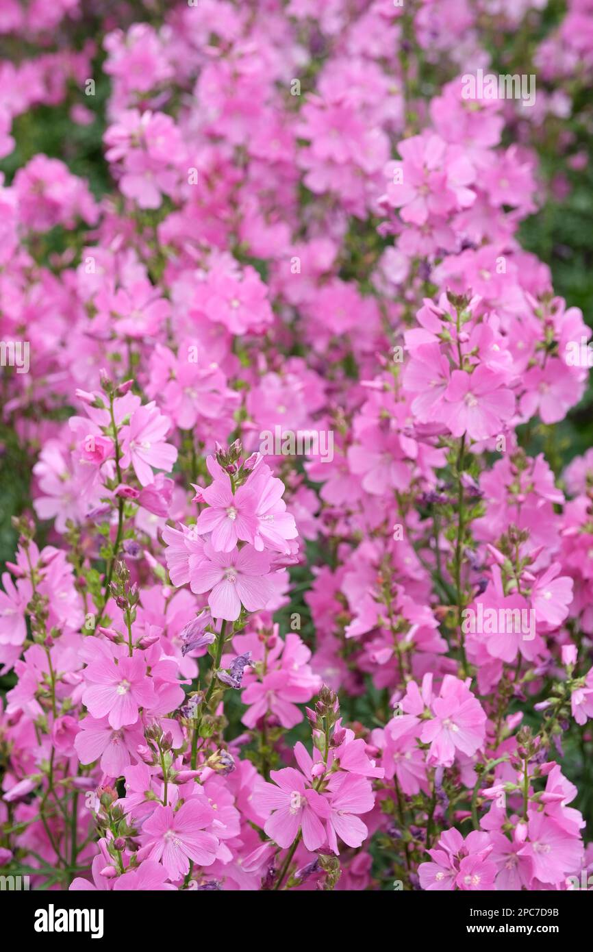 Sidalcea Rose Queen, Prairie Mallow, mehrjährig, Rasen aus tiefen rosa Blumen Stockfoto
