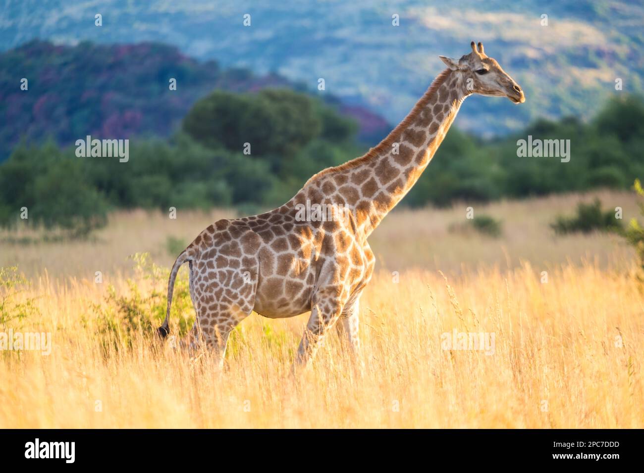 Giraffe, Pilanesburg-Nationalpark, nr Johannesburg, Südafrika Stockfoto