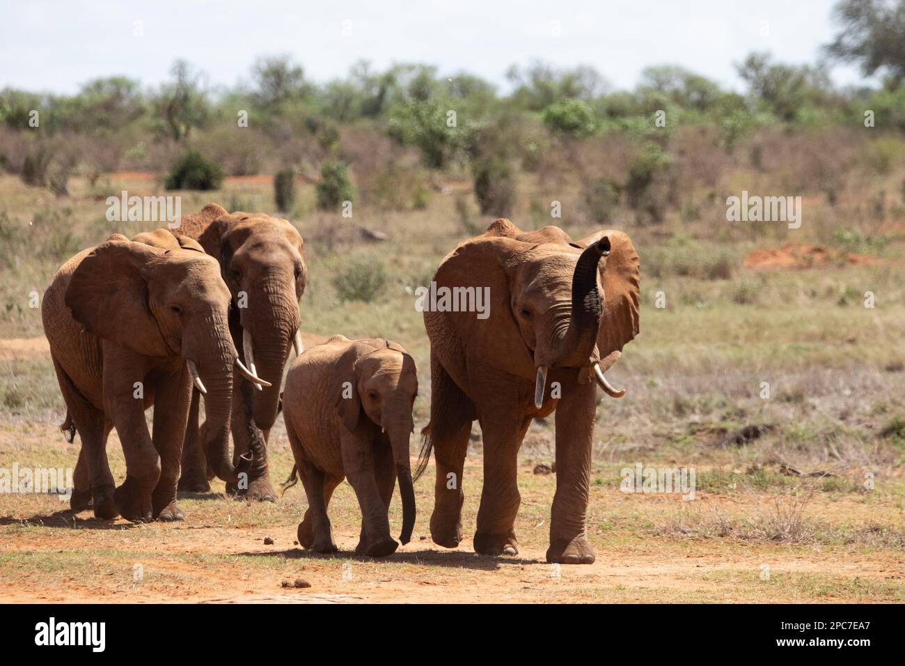 Elefantenherde in der Savanne Ostafrikas, rote Elefanten im Gen des Nationalparks Tsavo West, Kenia, Afrika Stockfoto