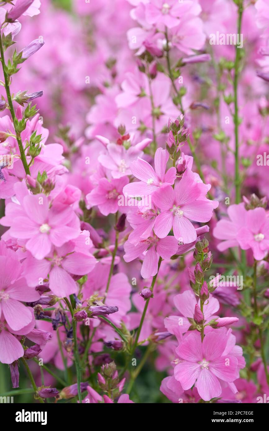 Sidalcea Rose Queen, Prairie Mallow, mehrjährig, Rasen aus tiefen rosa Blumen Stockfoto