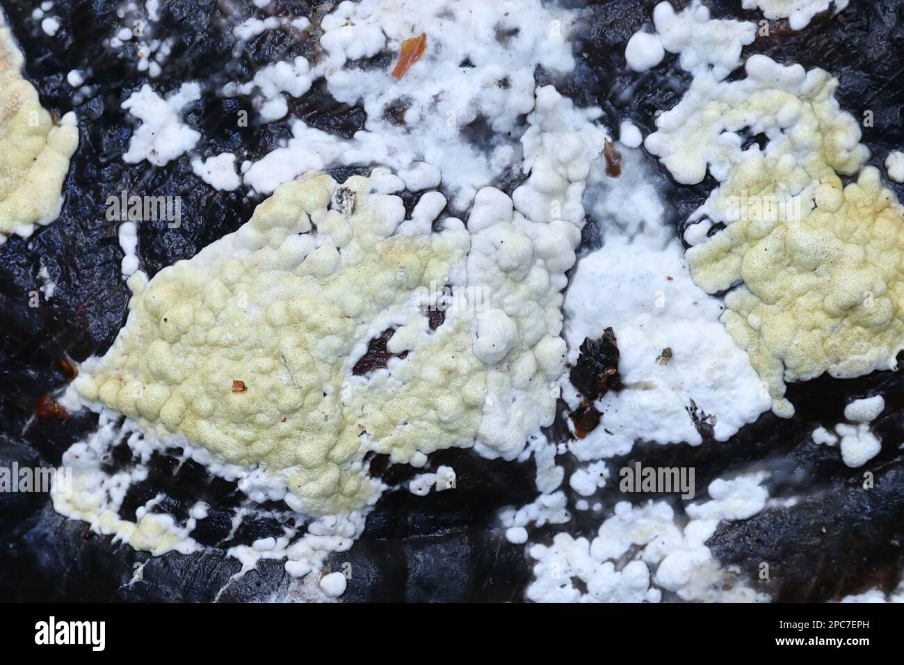 Trichoderma pulvinatum, bekannt als Ochre-Kissen, wächst auf einer Wirtspolypore, bekannt als rote Gürtelschwanz, Fomitopsis pinicola Stockfoto