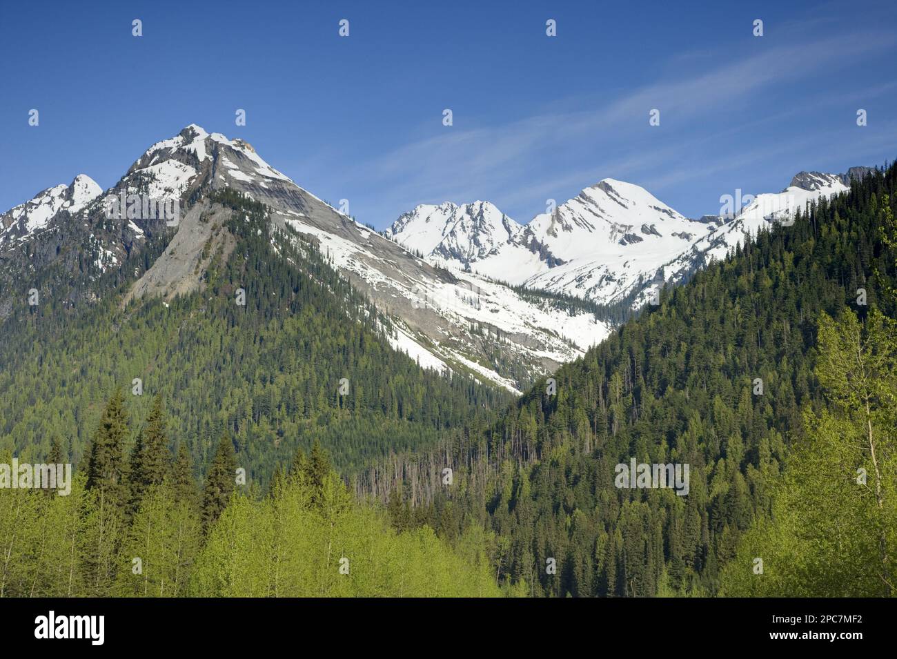 Blick auf den Wald an den Hängen der schneebedeckten Berge, Glacier N. P. British Columbia, Kanada Stockfoto