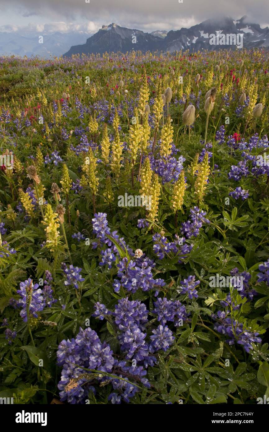 Alpine Wildblumen, Pinsel, Lupine, Bracted Lousewürze und Western Pasqueflower, Mazama Ridge, Mount Rainier N. P. Washington (U.) S. A. Sommer Stockfoto