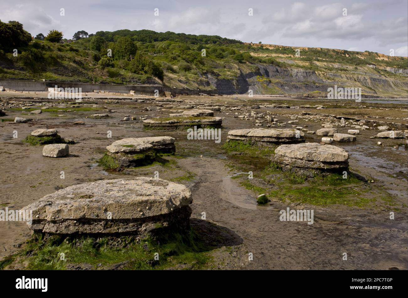 Blick auf Felsvorsprünge am Strand bei Ebbe, Broad Ledge, Lyme Regis, Dorset, England, Vereinigtes Königreich Stockfoto