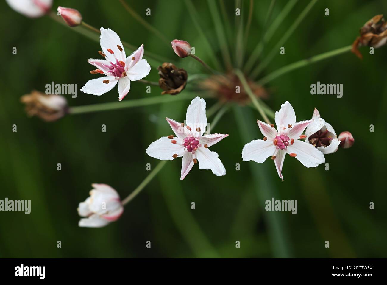 Blühender Rausch, Butomus umbellatus, auch bekannt als Grasrausch oder Wassergladiolus, wilde Wasserpflanze aus Finnland Stockfoto