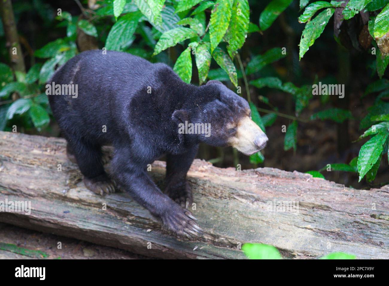 Bornean Sun Bear, Helarctos Malayanus, Malaysia, Sabah, Sepilok, Stockfoto