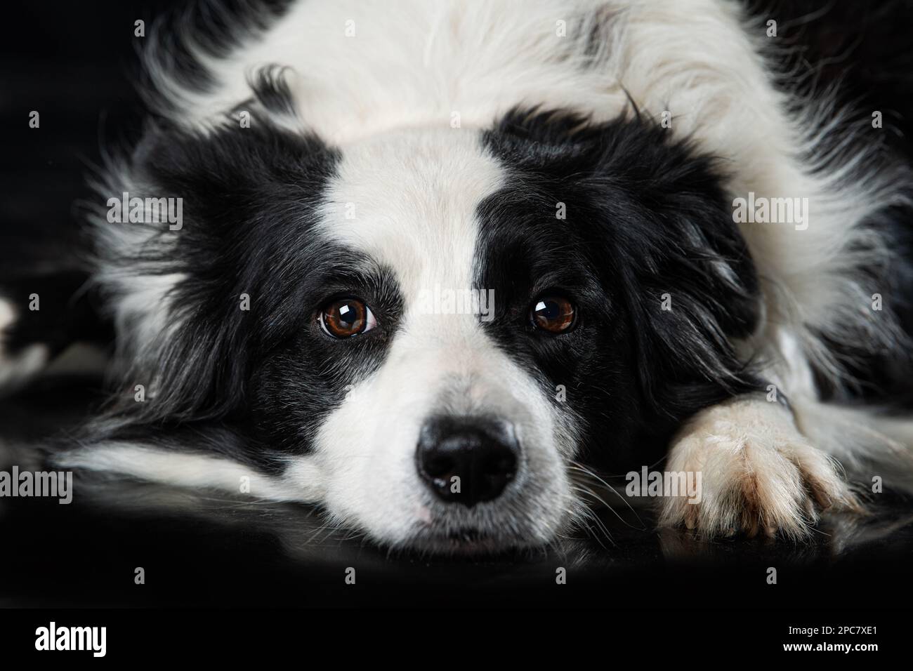 Border Collie Dog liegt auf schwarzem Hintergrund Stockfoto