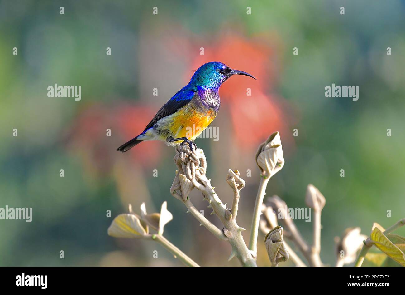 Wunderschöner Sonnenvogel aus Bwindi undurchdringlichem Wald, Uganda, Ostafrika Stockfoto