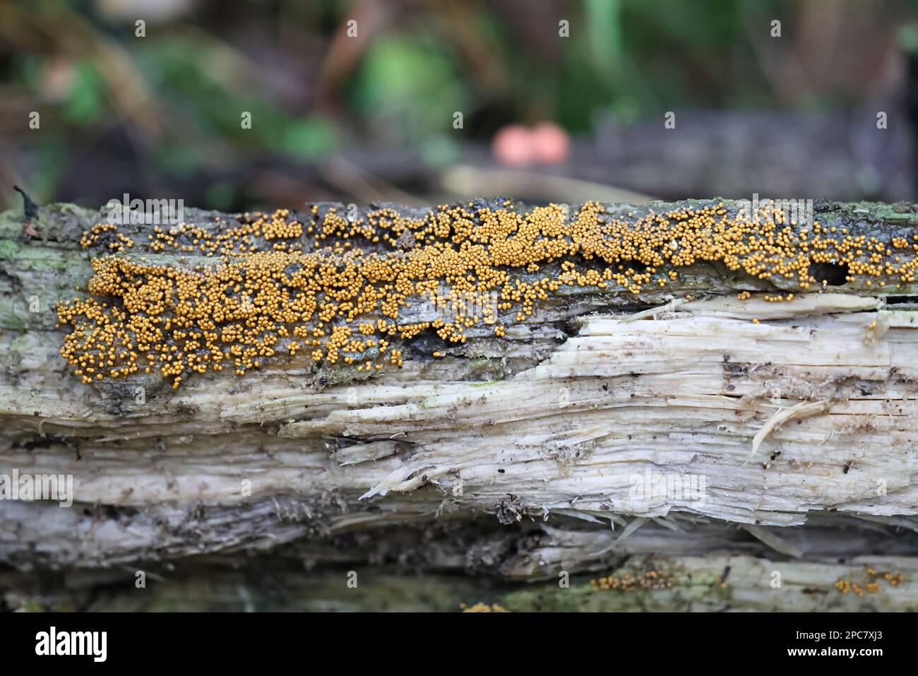 Trichia varia, Schleim aus Finnland, kein gebräuchlicher englischer Name Stockfoto