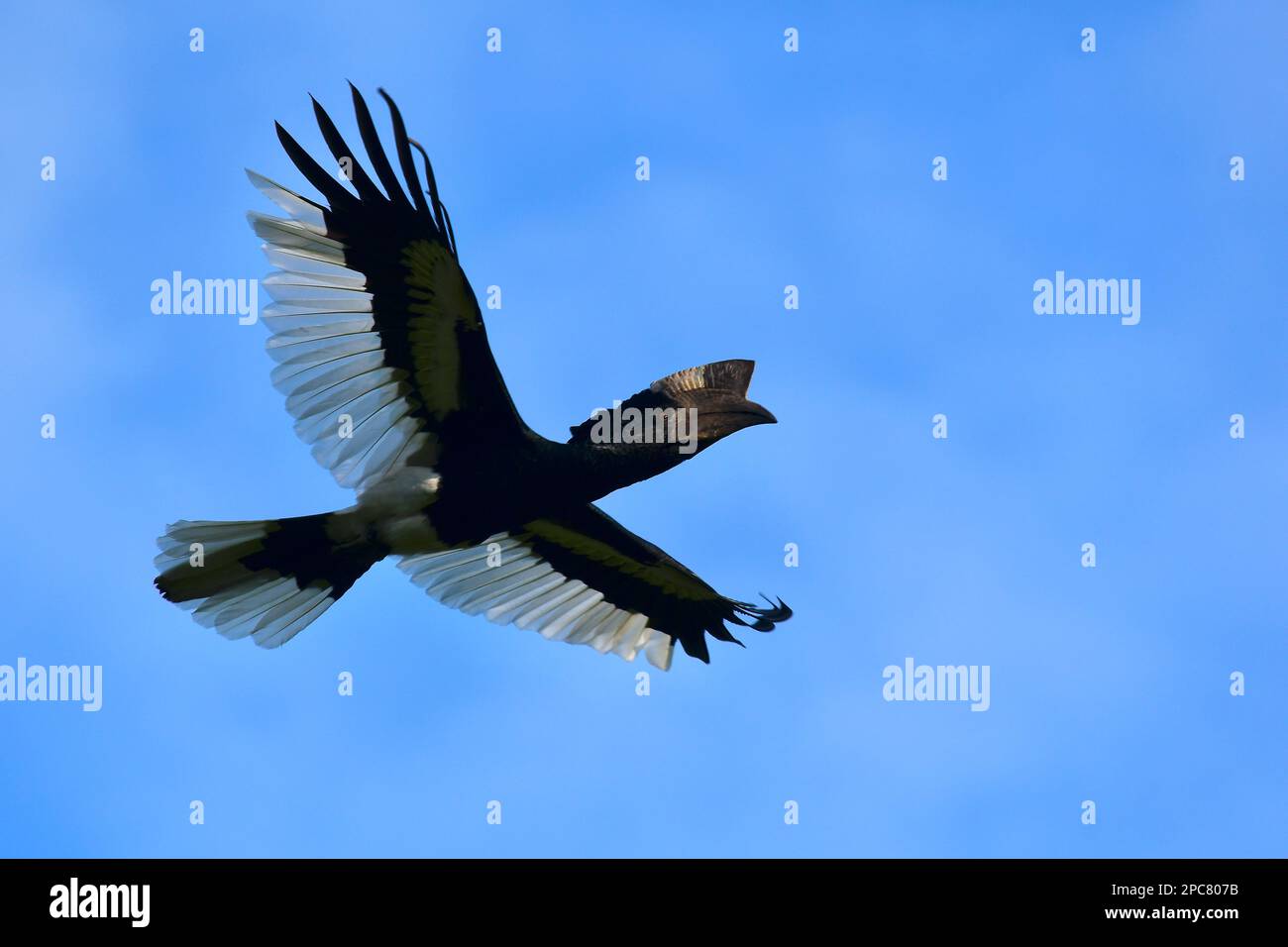 Schwarz-weiß gekleidete Hornvogel, die mit ausgestreuten Flügeln fliegen, Bwindi Impenetrable Forest, Uganda, Ostafrika Stockfoto