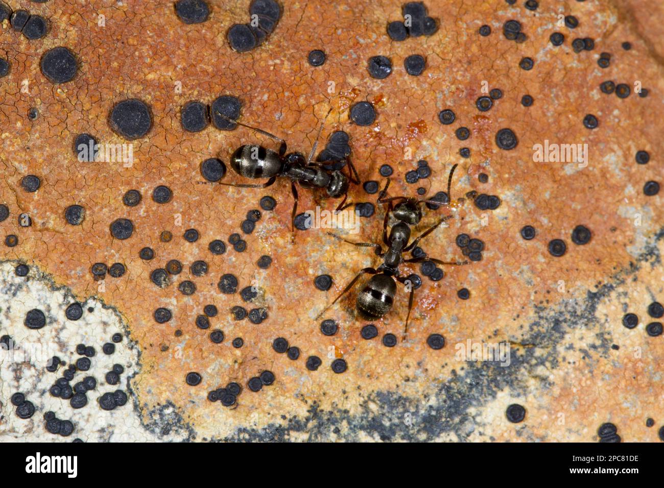 Wood Ant (Formica lemani), zwei Erwachsene Arbeitnehmer, auf Flechten-Covered Rock, Powys, Wales, Vereinigtes Königreich Stockfoto