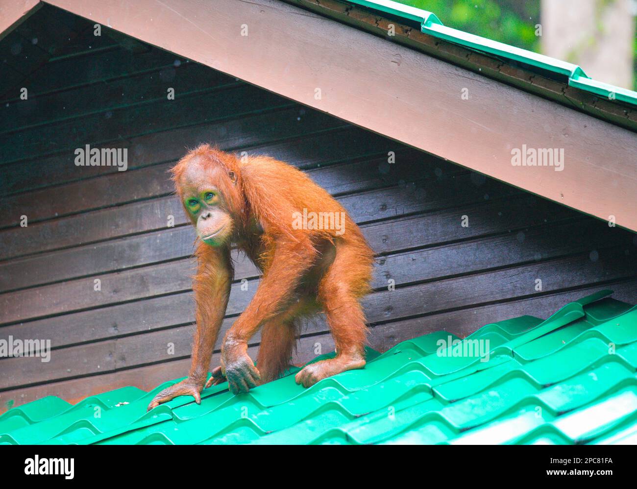 Orang-Utan, Pongo Pygmaeus, Malaysia, Sabah, Sepilok, Stockfoto