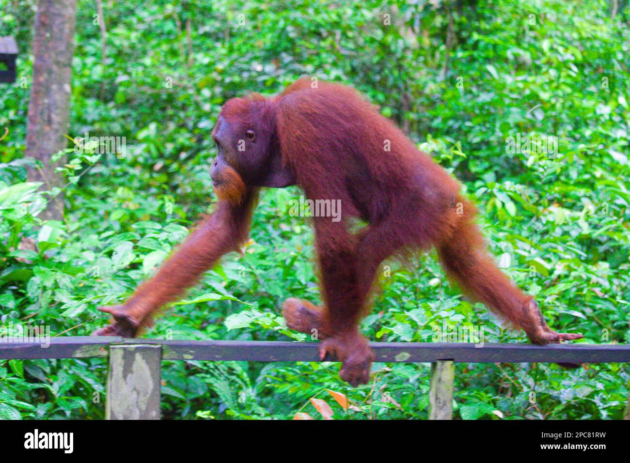 Orang-Utan, Pongo Pygmaeus, Malaysia, Sabah, Sepilok, Stockfoto