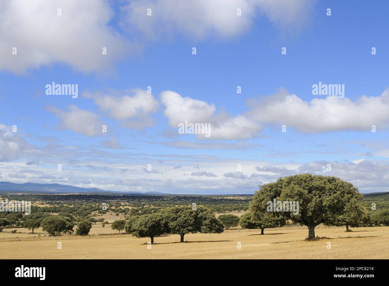 Blick auf dehesa Habitat, Salamanca, Kastilien und Leon, Spanien Stockfoto