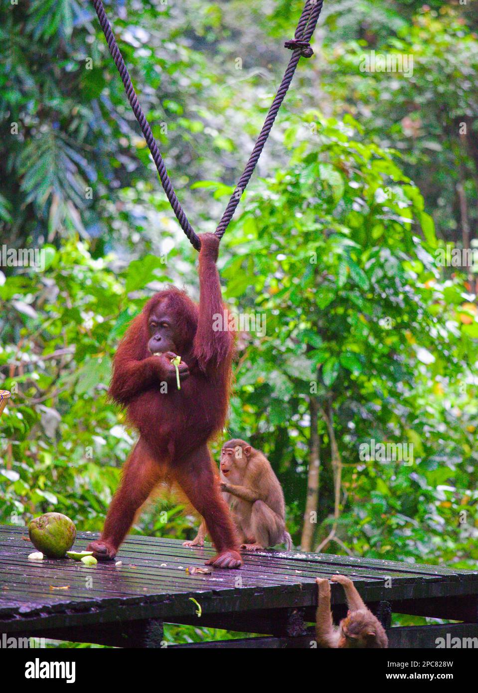 Orang-Utan, Pongo Pygmaeus, Malaysia, Sabah, Sepilok, Stockfoto