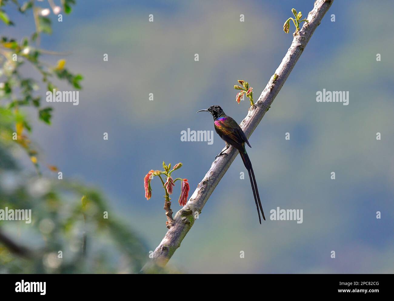 Uganda, Ostafrika Stockfoto