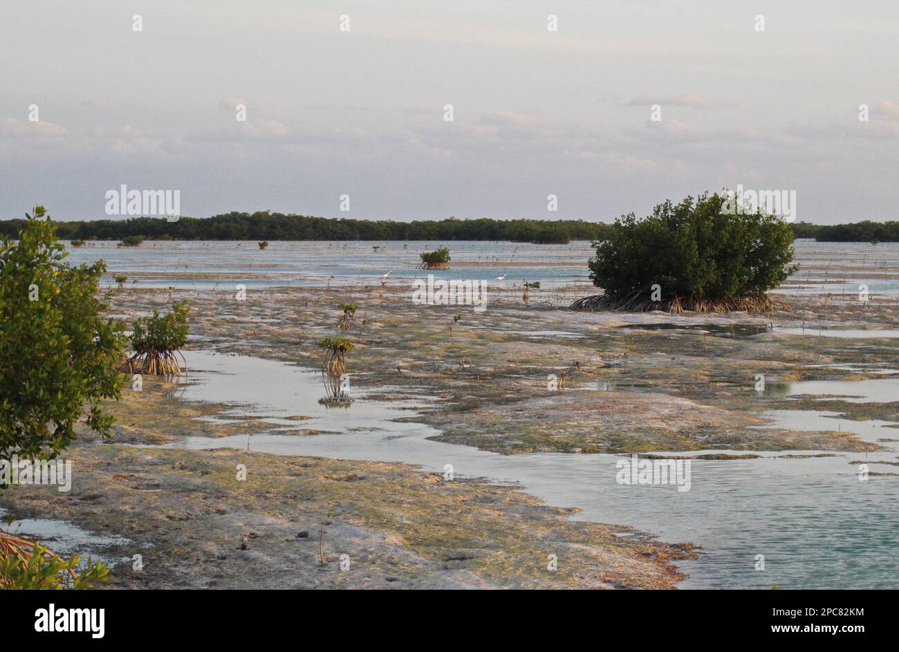 Blick auf Mangroven im Habitat der Küstenlagune, Halbinsel Zapata, Provinz Matanzas, Kuba Stockfoto