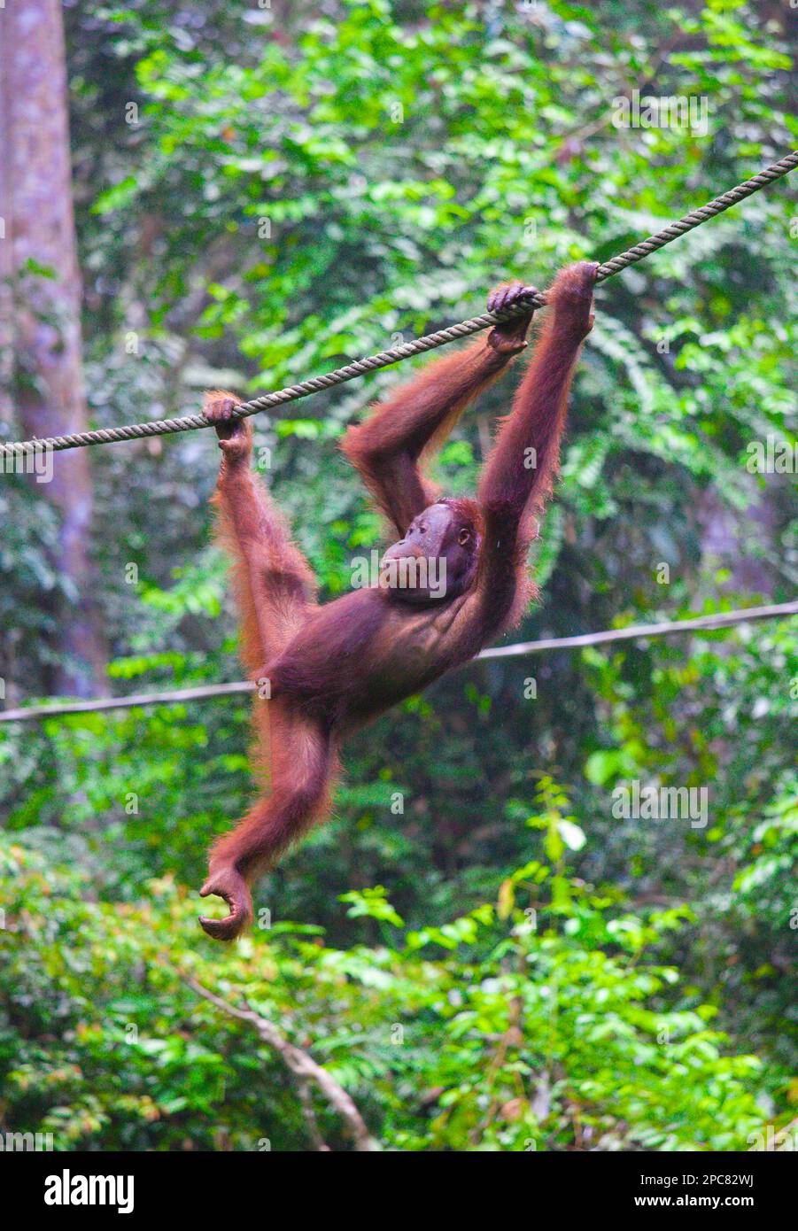 Orang-Utan, Pongo Pygmaeus, Malaysia, Sabah, Sepilok, Stockfoto