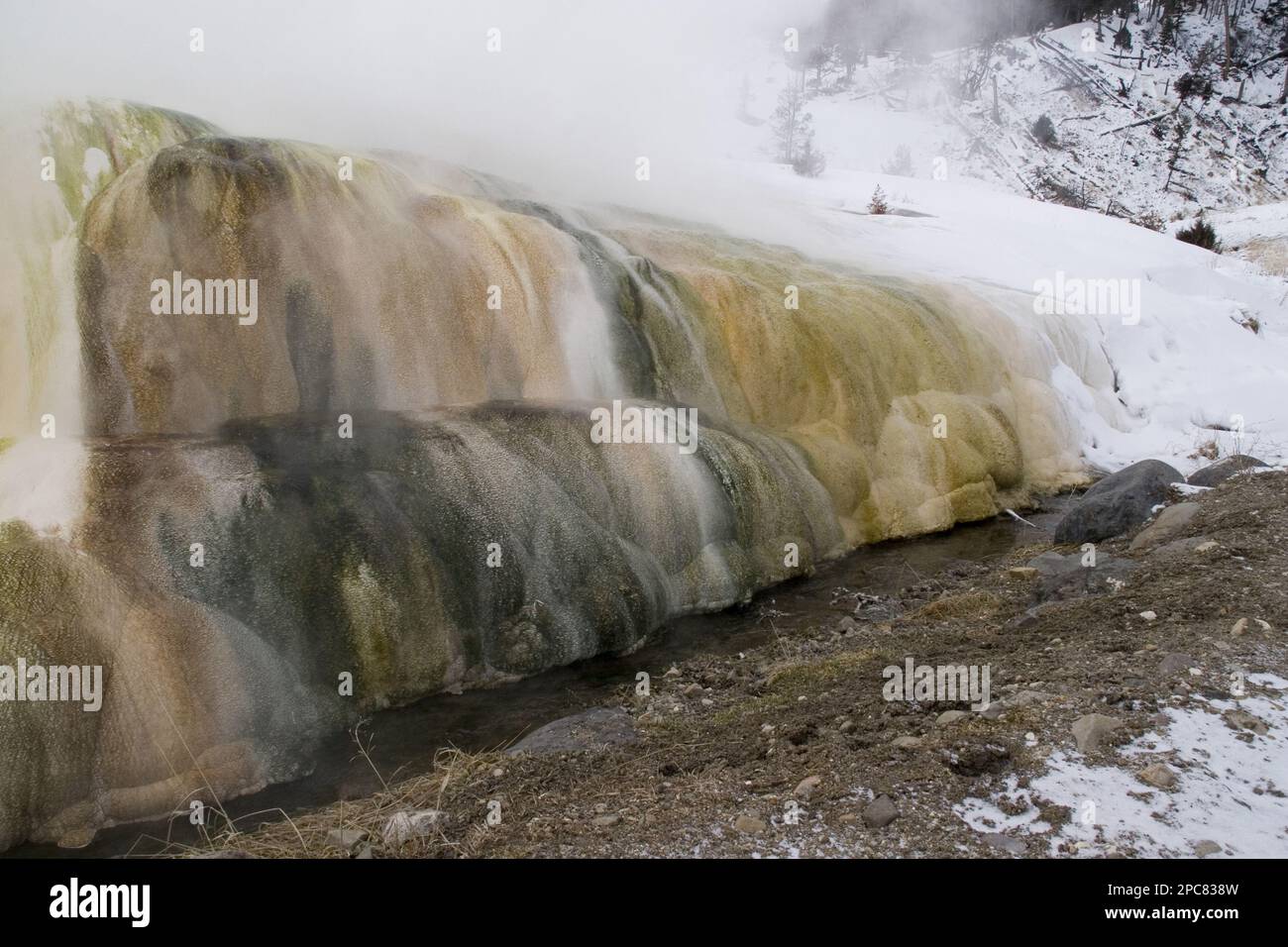 Thermophile Mikroorganismen wachsen im heißen geothermischen Wasser der Kalksteinterrassen von Mammouth im Yellowstone-Nationalpark USA Stockfoto