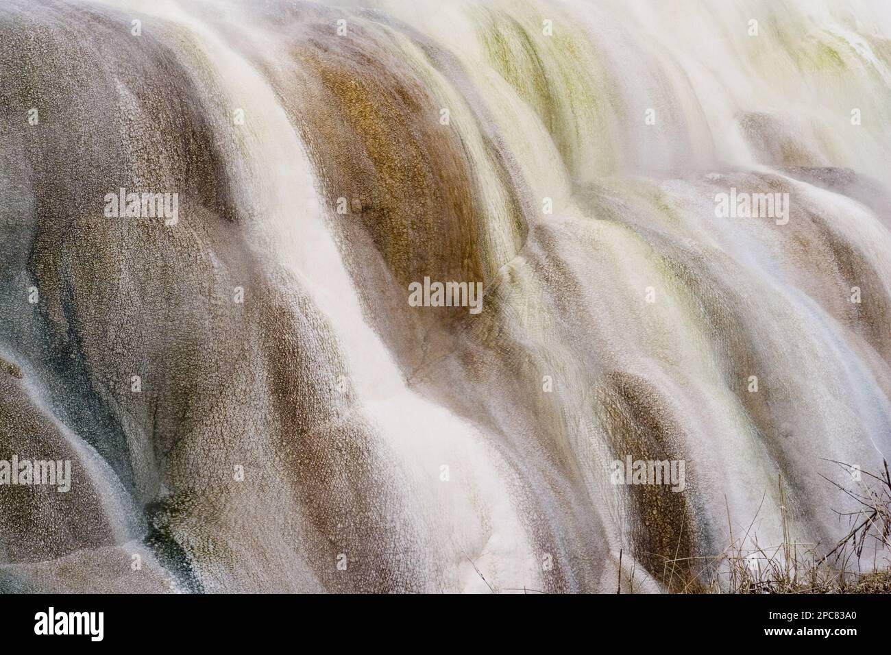 Thermophile Mikroorganismen wachsen im warmen, fließenden geothermischen Wasser der heißen Quellen des Mammouth yellowstone-Nationalparks usa Stockfoto