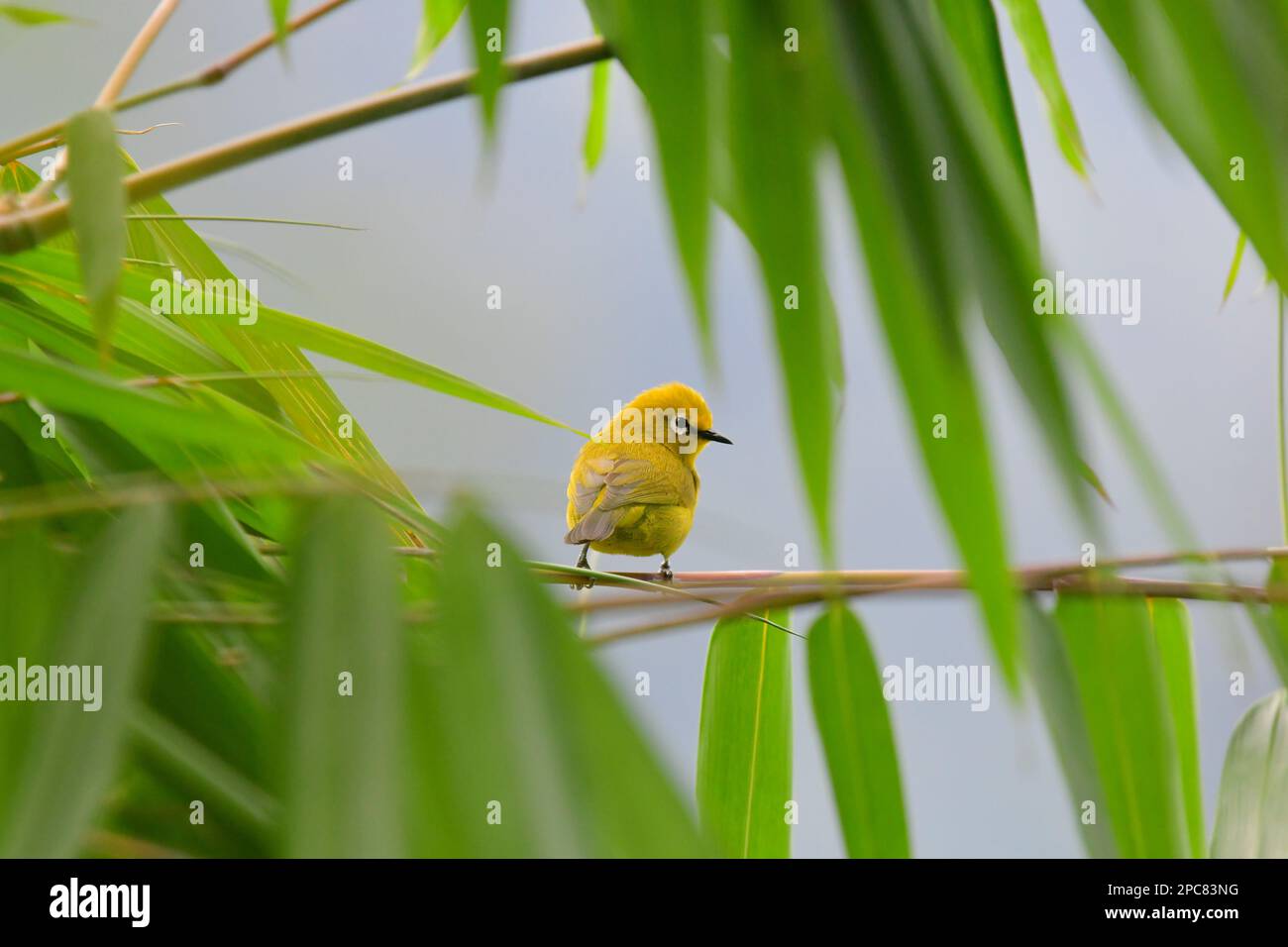 Afrikanischer gelber Weißaugenvogel sitzt auf Bambuszweig, Bwindi undurchdringlicher Wald, Uganda, Ostafrika Stockfoto