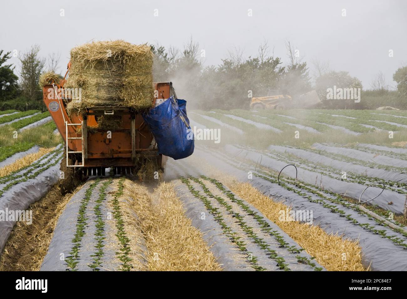 Traktor, der Stroh zwischen die Beete bringt, um Schlammspritzer auf Obst zu vermeiden. Junge Elsanta-Erdbeerpflanzen, weniger als 30 Tage alt, wachsen in der Aufzucht Stockfoto