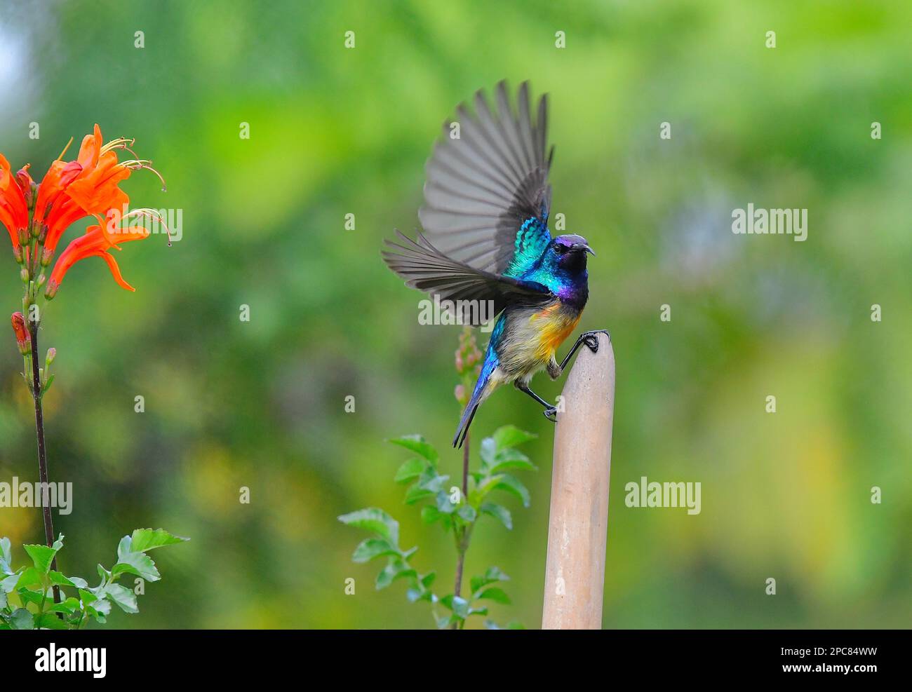 Wunderschöner Sonnenvogel aus Bwindi undurchdringlichem Wald, Uganda, Ostafrika Stockfoto